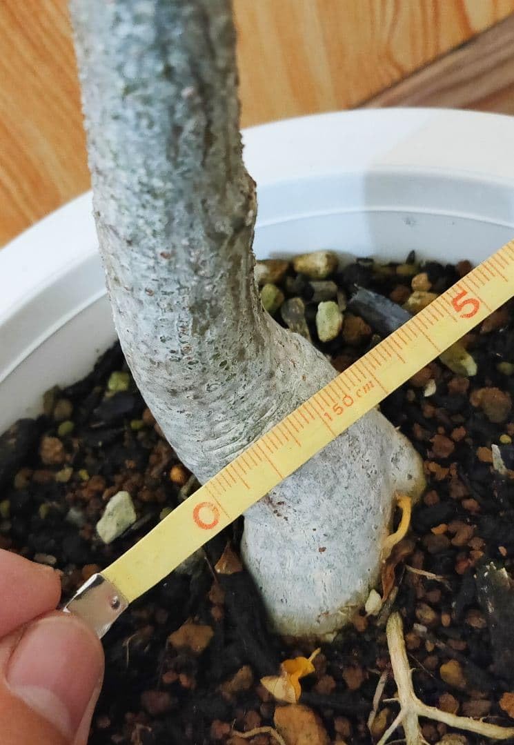 モリンガ ドロウハルディ モリンガ苗 スーパーフード 奇跡の樹 鉢植え